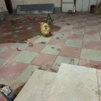 سگ پامریان