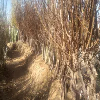 نهالستان دانش برتر  فروش انواع درخت وگل گیاه