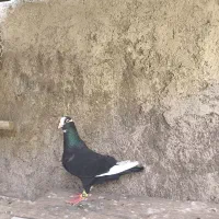 کفتر|پرنده|شیراز, تل حسین‌آباد|دیوار