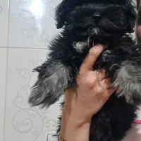 توله
