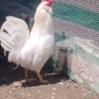 مرغ و خروس مولد گلین
