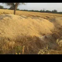 کاه نرم درجه یک دیمی