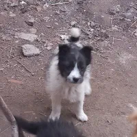 توله سرابی فروشی