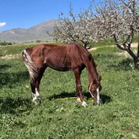 اسب عرب