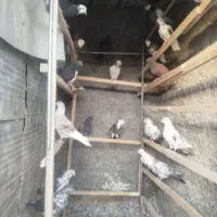 کبوتر بلند پرواز