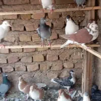 کبوتر جفتی ۷۰۰