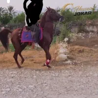اسب