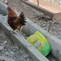 خروس چاق