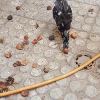 نیمچه خروس گلین