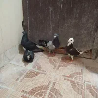 کبوتر خوب اول آگهی را بخوان