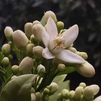 خانه-ویلایی-در-سرخنکلا
