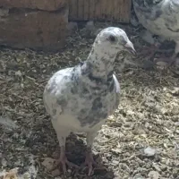 جوجه گلی سبز نر