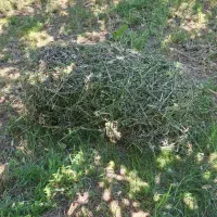 فروش یونجه