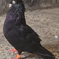 سیاه ابادانی