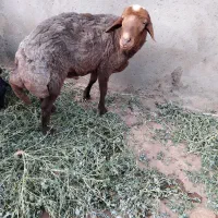 قوچ|حیوانات مزرعه|نیشابور, مازول|دیوار