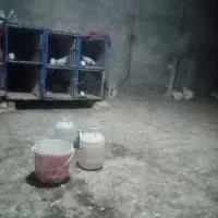 قفس 6طبقه جفگاه