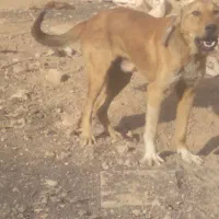 طوله سرابی ۹ماهه