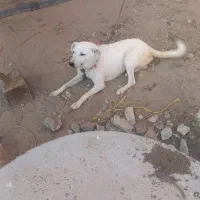 سگ بزرگتر از پاکوتا فروش فوری