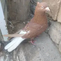 کفتر رنگی