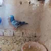 کبوتر|پرنده|گناباد, |دیوار