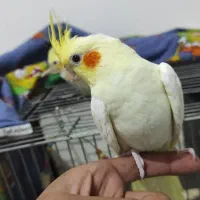 عروس هلندی لوتینو سرحال و سلامت دانه خور جوجه