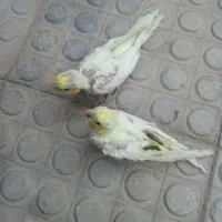 دوعددجوجه سرلاکی چشم شرابی