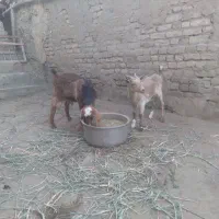 بز نر و ماده