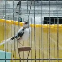 قناری شلاقی بخون