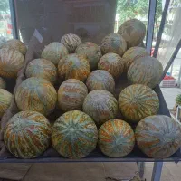 طالبی شیرین