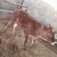 گوساله