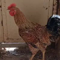 خروس سر حال سالم 1100ملیون