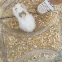 خرگوش|موش و خرگوش|همدان, |دیوار