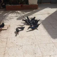 کبوتر
