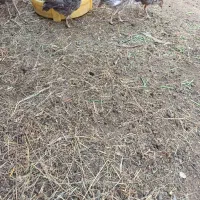 فروش جوجه بوقلمون و یک عدد خروس