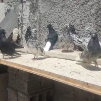 کفتر هفت‌رنگ دم سفید کوهی