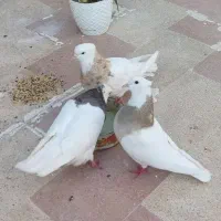 یک جفت کبوترنروماده خانگی