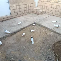 طوقی|پرنده|تفت, |دیوار
