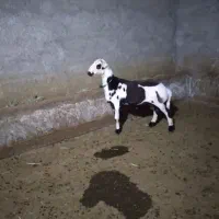 بره قوچ