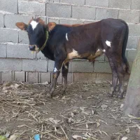 ورزا کوله جرسی  ولیشه