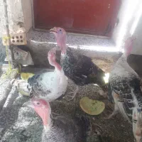 بوقلمون تخم گذار