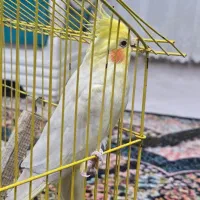 عروس هلندی ماده