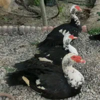 اردک اسرائیلی نر