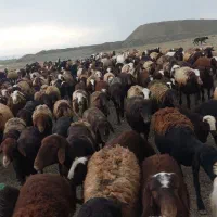 میش بره دار