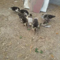 ۶ عدد جوجه اردک روسی