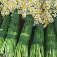فروش پیازگل نرگس شهلا درجه ۱  خفر (شیراز)