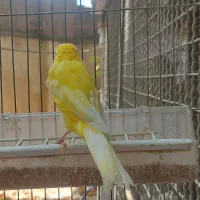 قناری رسمی
