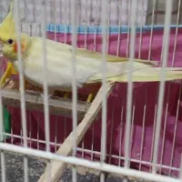 یک جفت عروس هلندی