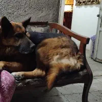 قبول واگذاری سگ نر ژرمن میکنم