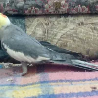 شادگان|پرنده|شادگان, |دیوار