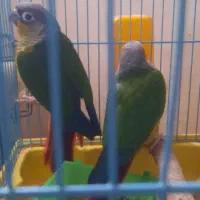 گرینچک